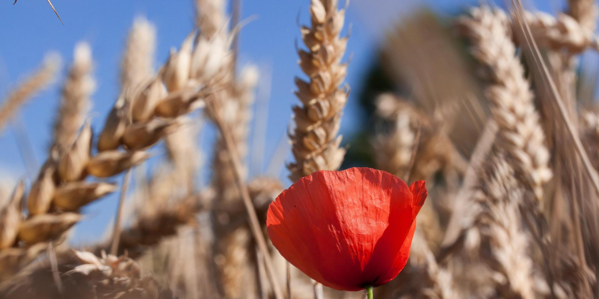 ble-coquelicot.jpg