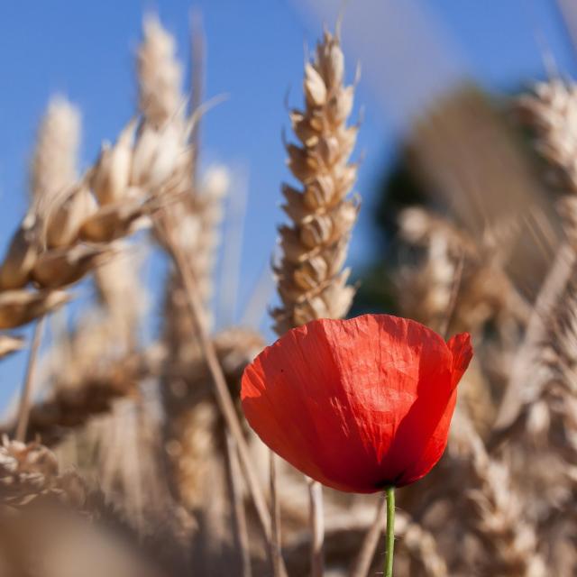 ble-coquelicot.jpg