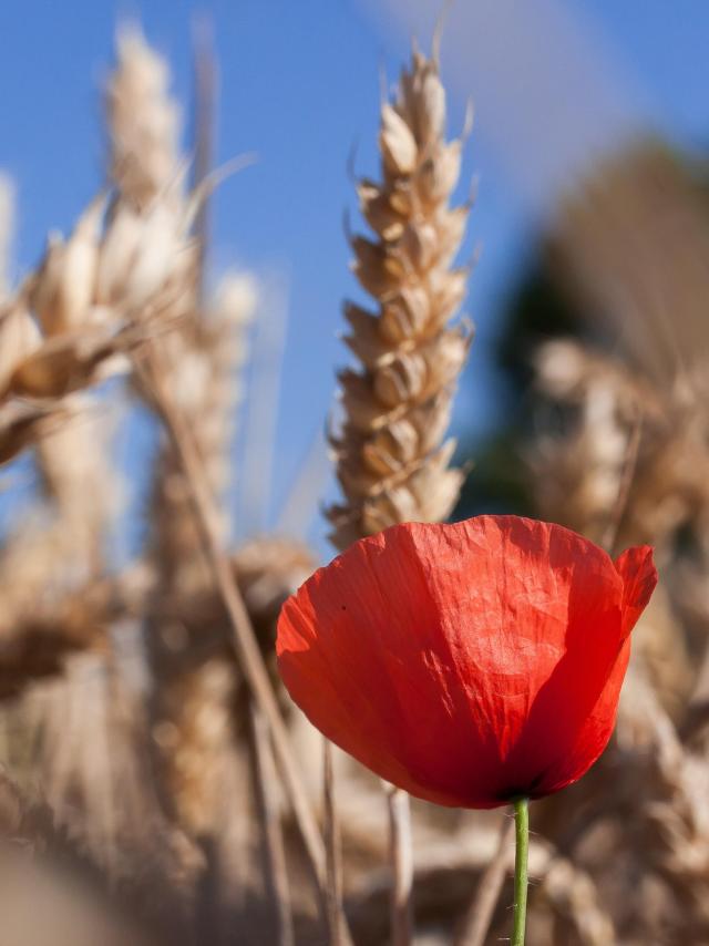 ble-coquelicot.jpg