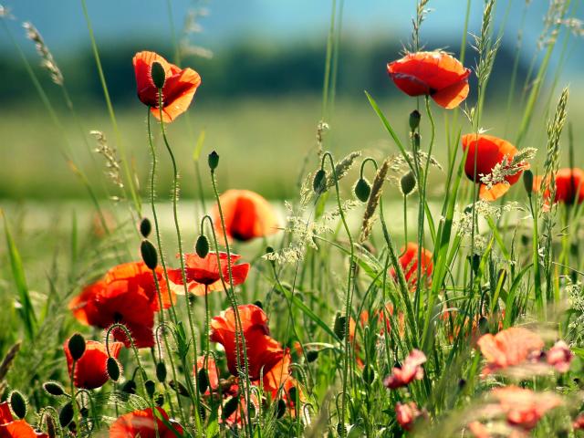 Coquelicots