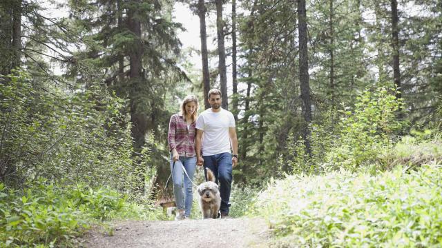 Promenade Chien