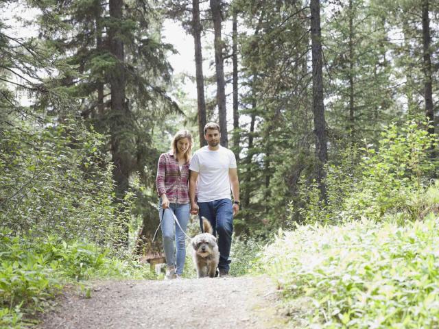 Promenade Chien