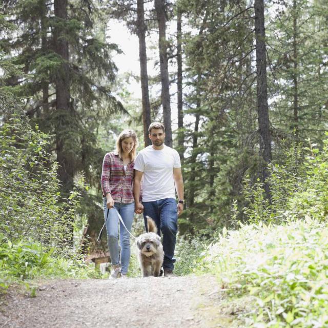 Promenade Chien