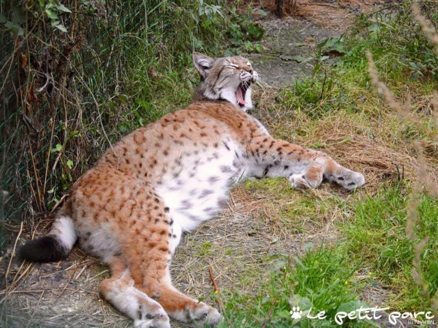 Lynx Le Petit Parc