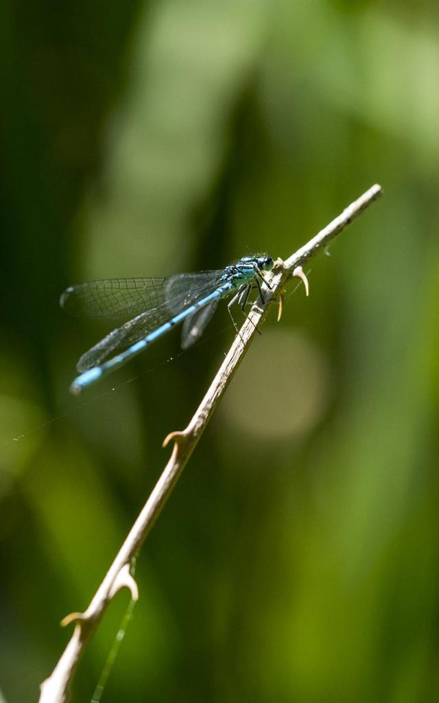 Copie De Dame Libellule & Gente Demoiselle Au Wachnet Waremme 04 © Hexapoda Miguel Heylen