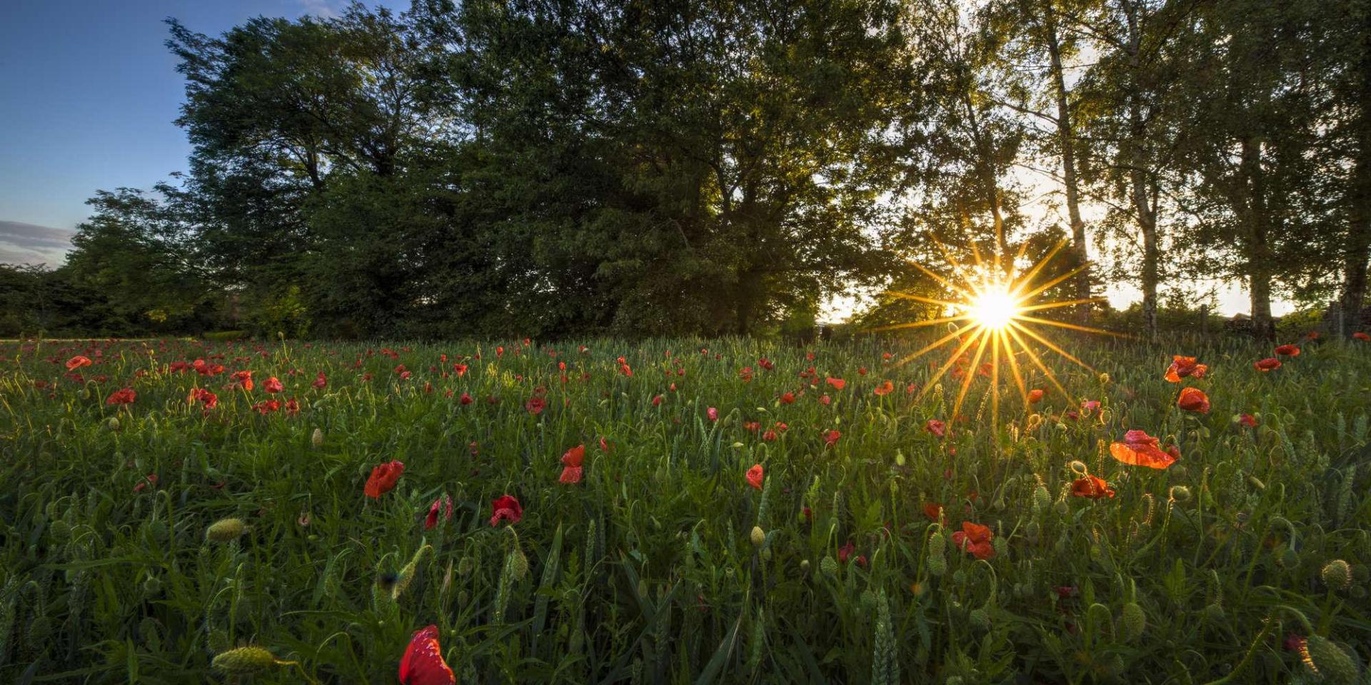 WBT-V.-Ferooz-_-Pixel-Komando-Coucher-de-soleil-coquelicots.jpg