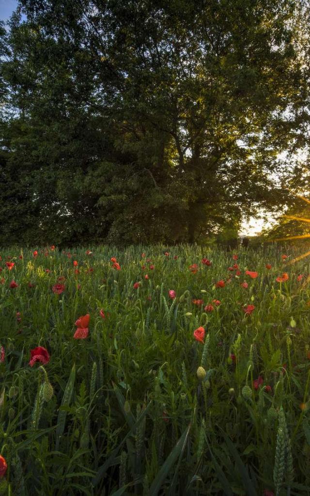 WBT-V.-Ferooz-_-Pixel-Komando-Coucher-de-soleil-coquelicots.jpg