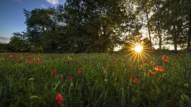 WBT-V.-Ferooz-_-Pixel-Komando-Coucher-de-soleil-coquelicots.jpg