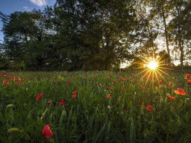 WBT-V.-Ferooz-_-Pixel-Komando-Coucher-de-soleil-coquelicots.jpg