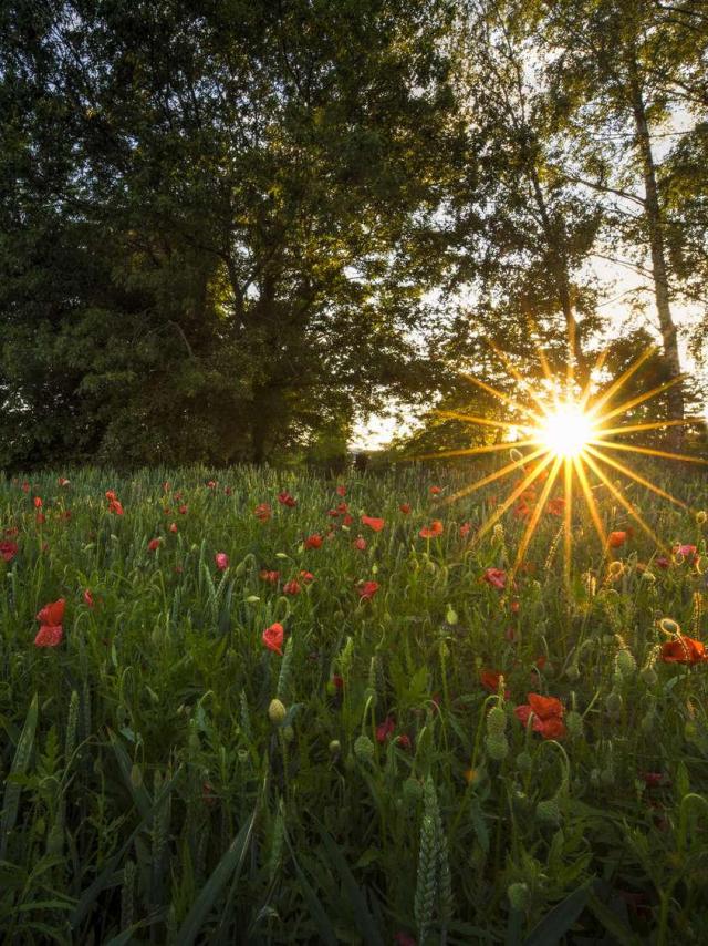 WBT-V.-Ferooz-_-Pixel-Komando-Coucher-de-soleil-coquelicots.jpg