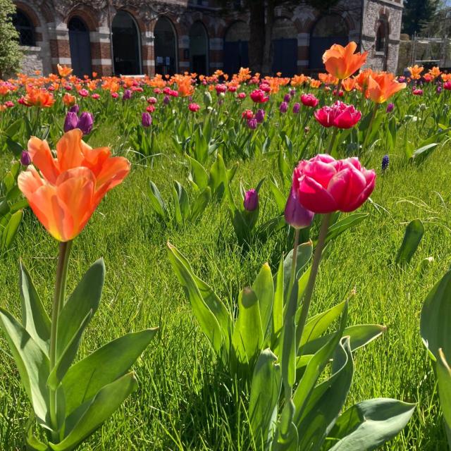 Fleurs Chateau Jehay C Château De Jehay