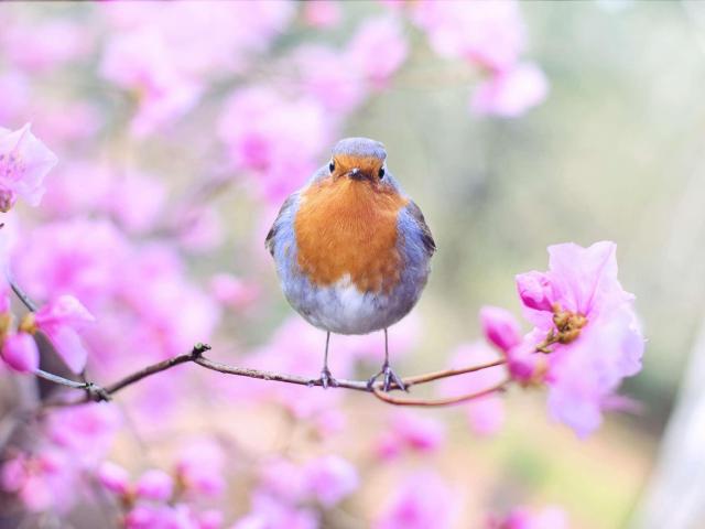 Rouge Gorge Printemps