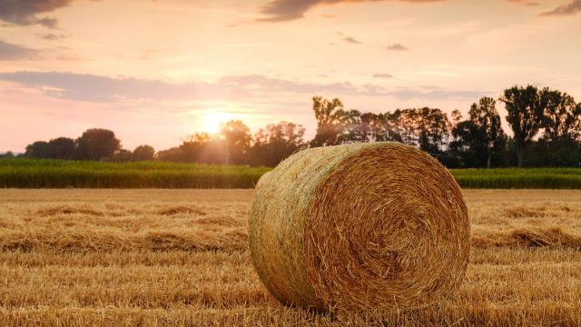 Straw Bales 35063 (1)