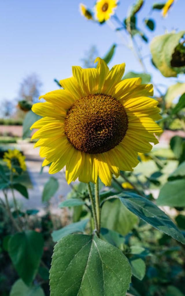 Tournesol Chateau Jehay C Château De Jehay