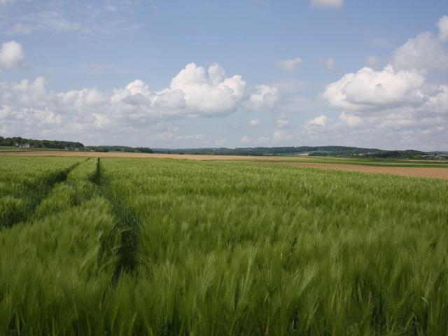 Campagne Près De Marchin Houbart