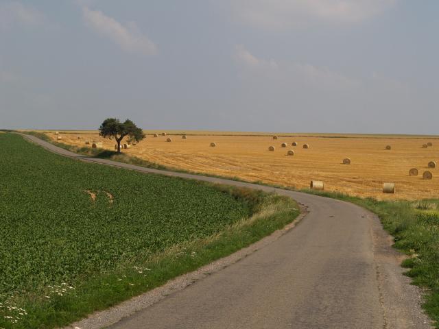 Promenade-balisee-pin-parasol.jpg