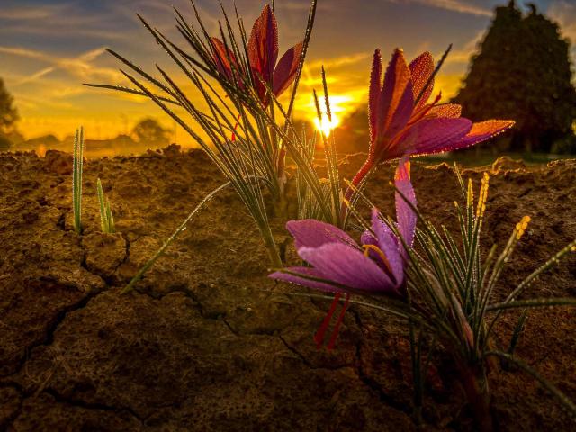 Leonarderic.photos Terre De Meuse Soleil Et Rosée Sur Le Safran (2)