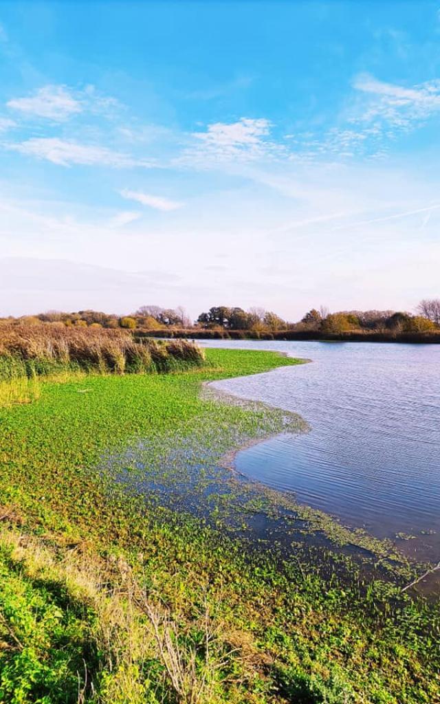 Réserve naturelle d'Hollogne-sur-Geer