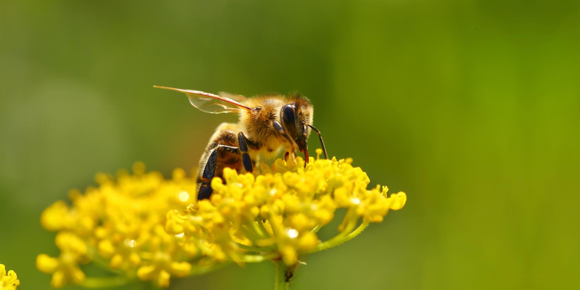 Honeybee harvesting pollen from blooming flowers