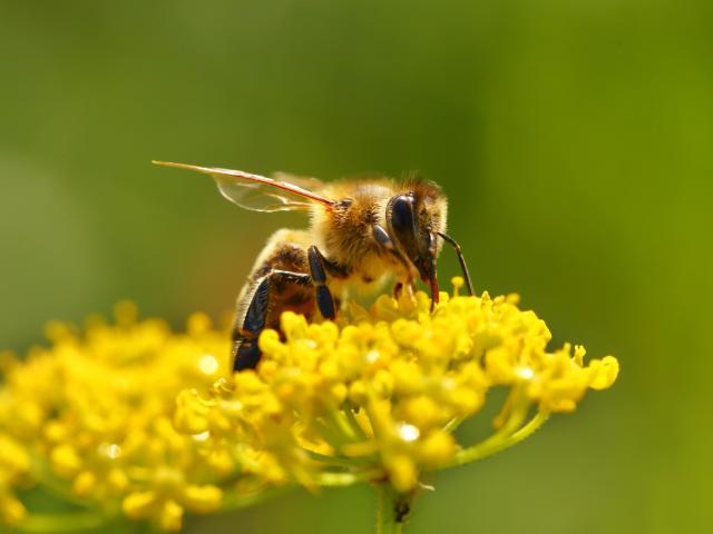 Honeybee harvesting pollen from blooming flowers