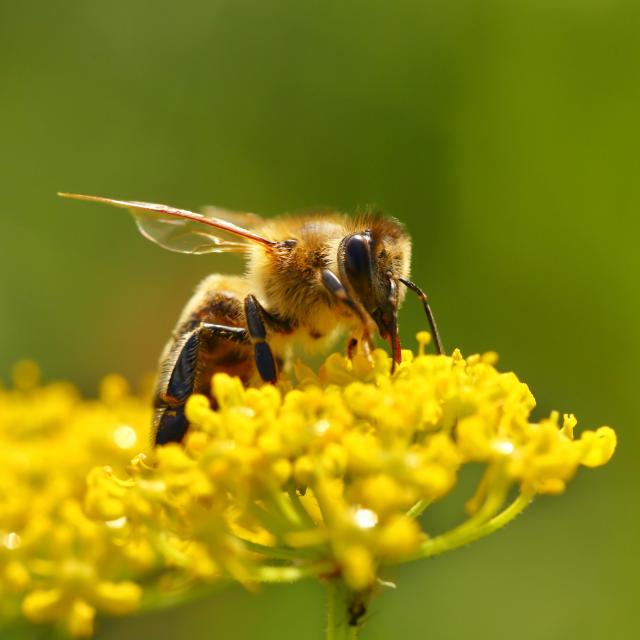 Honeybee harvesting pollen from blooming flowers