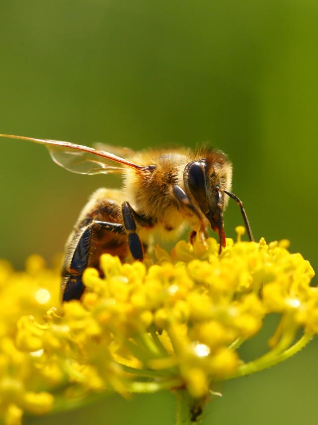 Honeybee harvesting pollen from blooming flowers