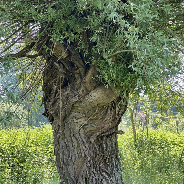 Parcours Du Saule Braives