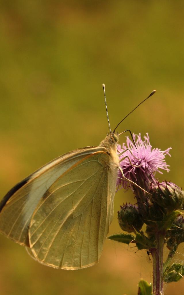 Pieride Sur Cirse Des Marais Réserve naturelle Oreye