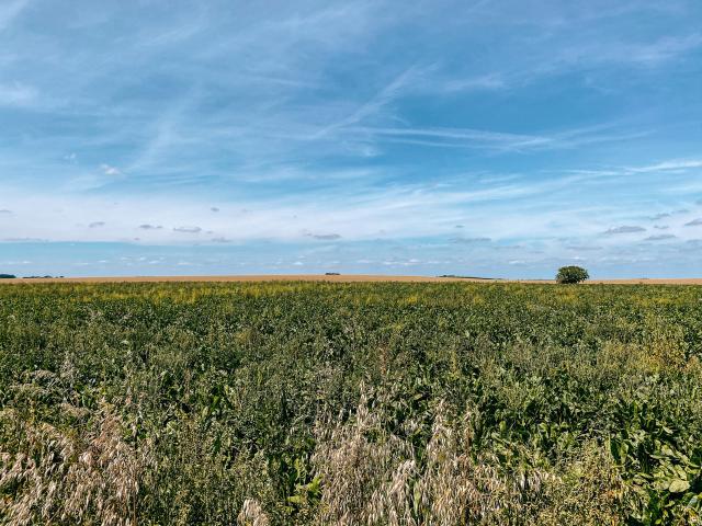 Vue sur la Hesbaye