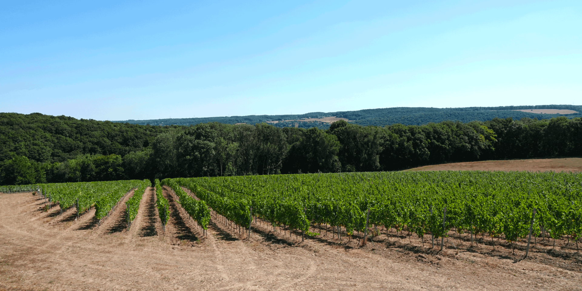 Vue Vignoble Vins des Cinq