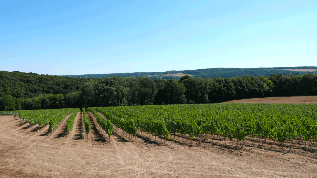 Vue Vignoble Vins des Cinq