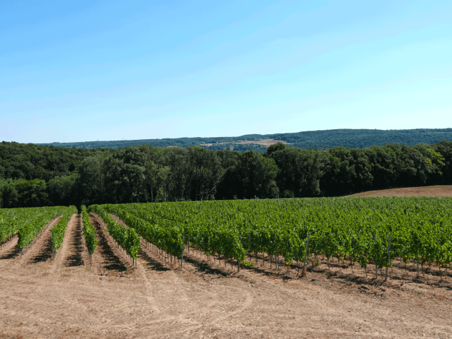 Vue Vignoble Vins des Cinq