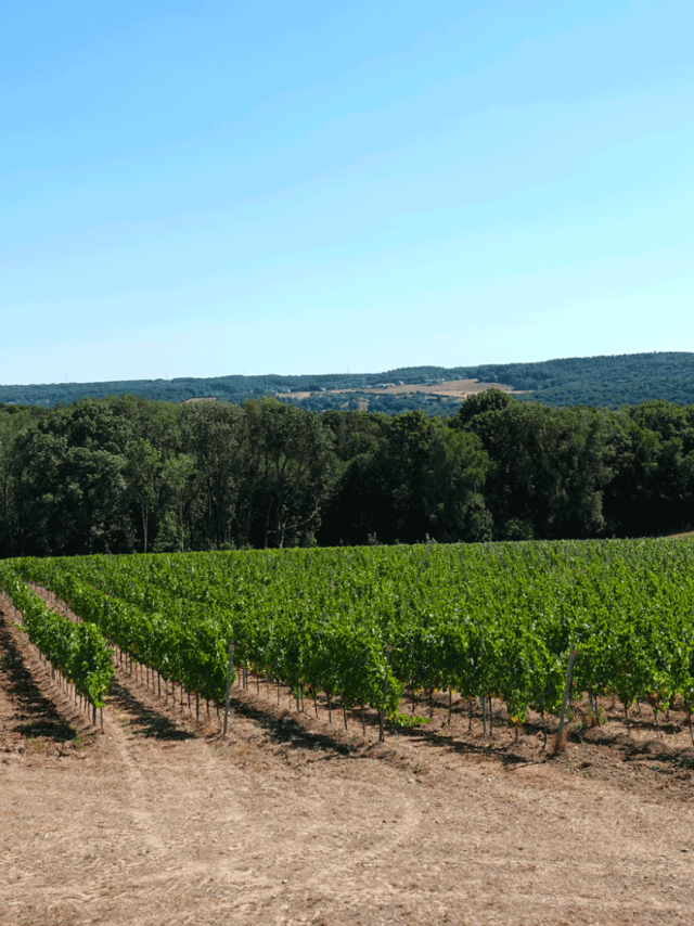 Vue Vignoble Vins des Cinq