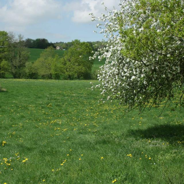 Balade à moha - Bocage d'antheit