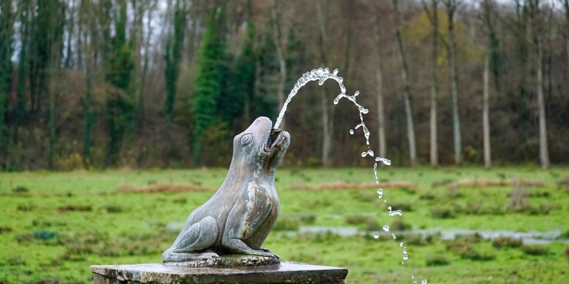 La rainette des marais