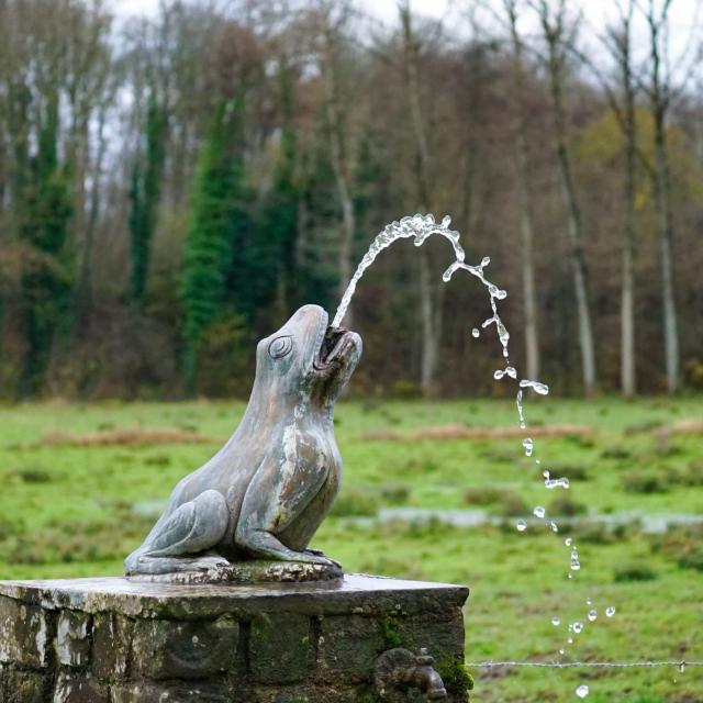 La rainette des marais