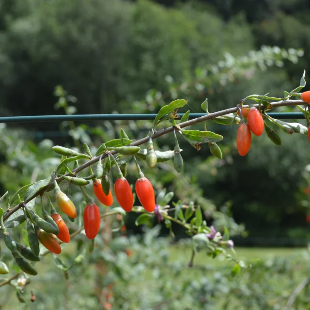 La-framboise-et-le-goji-les-delices-dAngelique-goji-belge.jpg