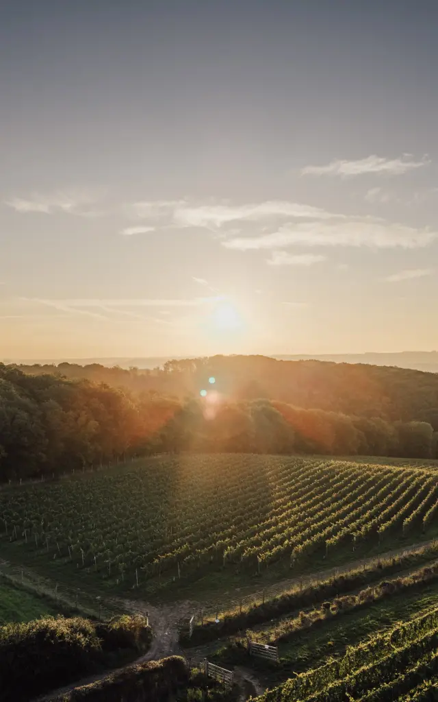 Vignobles en terrasses éclairés par les derniers rayons du soleil couchant