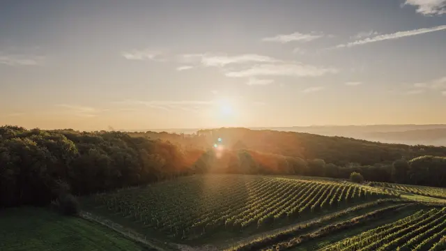 Vignobles en terrasses éclairés par les derniers rayons du soleil couchant